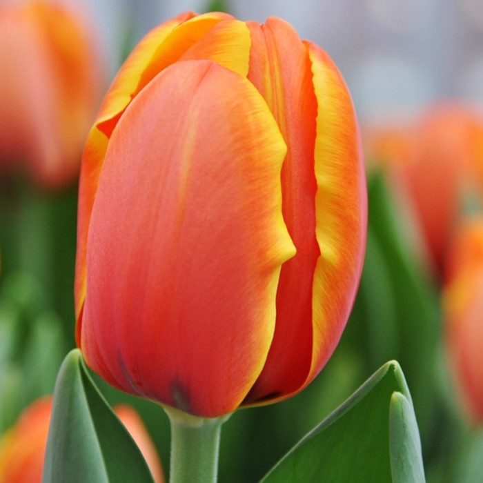 Тюльпан Дарвин гибрид Триппл А, р-р 12+, 3 шт, Эконом, Осень 2024 Тюльпан Дарвин гибрид Триппл А, р-р 12+, 3 шт, Эконом, Осень 2024