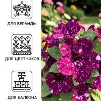 Семена цветов Петуния Дот Стар F1 &laquo;Андромеда&raquo;, многоцветковая, 5 шт.