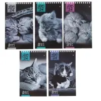 Блокнот &laquo;Альт. Кошки&raquo;, А5, 40 листов, на гребне, МИКС