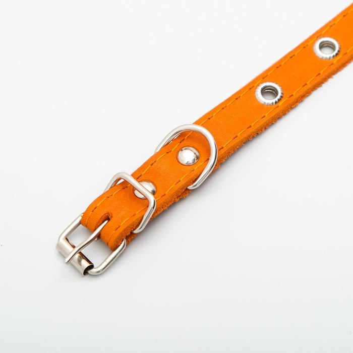 Ошейник кожаный однослойный с рифленными люверсами, безразмерный, 40 х 1,5 см, ОШ 27-35 см, рыжий 70 Ошейник кожаный однослойный с рифленными люверсами, безразмерный, 40 х 1,5 см, ОШ 27-35 см, рыжий 70