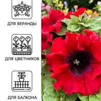 Семена цветов Петуния превосходнейшая &laquo;Бордовая&raquo; 10 шт.