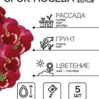 Семена Виола "Клубничный профитроль", ц/п,  F1, 5 шт, Семена Виола "Клубничный профитроль", ц/п,  F1, 5 шт,