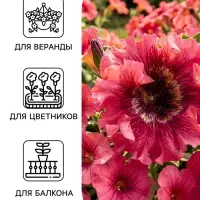 Семена цветов Петуния &laquo;Превосходнейшая Розеа&raquo; F1, 7 шт.