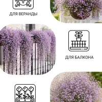 Семена цветов Гвоздика многолетняя &laquo;Лавандовая&raquo; 0.05 г