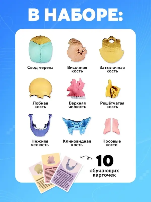 Набор для опытов &laquo;Череп человека&raquo;, анатомическая модель