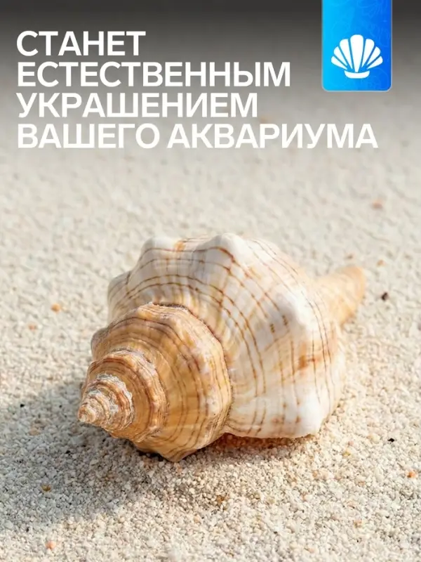 Ракушка декоративная, 8-11 см
