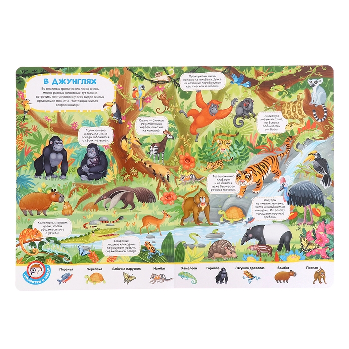 Книжка с окошками «Виммельбух. Животные» Книжка с окошками «Виммельбух. Животные»