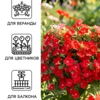 Семена цветов Петуния &laquo;Минибелло розовая с глазком&raquo;, многоцветковая F1, 5 шт., Farao, &laquo;АЭЛИТА&raquo;