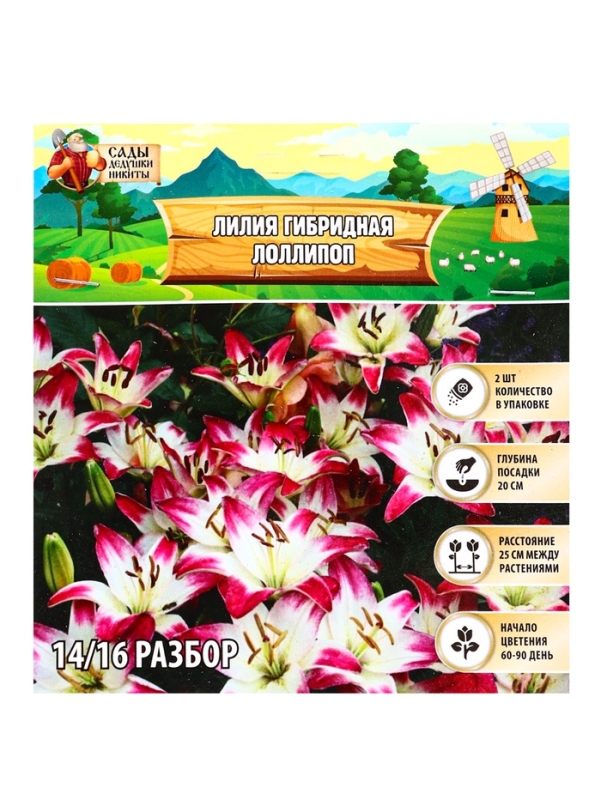 Лилия гибридная «ЛоллиПоп», луковица в пакете с перфорацией, р-р 14/16, 2 шт.
