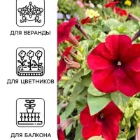Семена цветов Петуния крупноцветковая &laquo;Танго&raquo;, бордовая, 15 шт.