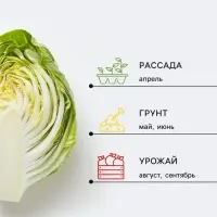 Семена Капуста цветная &laquo;Скайвокер&raquo;, F1, 5 шт., позднеспелая, &laquo;Золотая Сотка Алтая&raquo; селекция Bejo Zaden