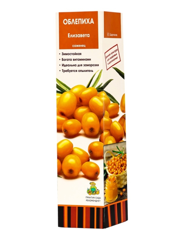 Саженец Облепиха «Елизавета », плодовый, 1 шт., туба Саженец Облепиха «Елизавета », плодовый, 1 шт., туба