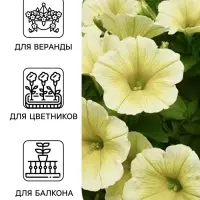 Семена цветов Петуния &laquo;Береника&raquo; F1, многоцветковая, гранулы, пробирка, 7 шт.