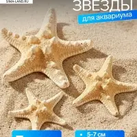 Набор из 3 морских звезд, размер 5-7 см, 7-10 см, 10-12 см, белый