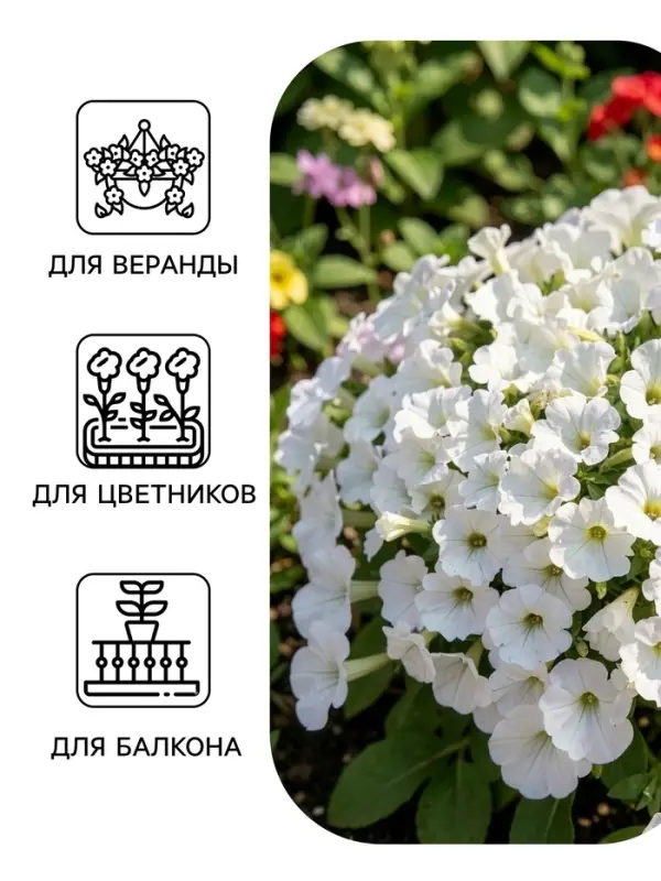 Семена цветов Петуния &laquo;Нуволари&raquo;, полуампельная, белоснежная, F1, 5 шт., Farao, &laquo;АЭЛИТА&raquo;