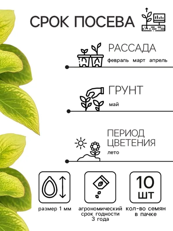 Семена цветов Колеус Визард Жаде, 10шт Семена цветов Колеус Визард Жаде, 10шт