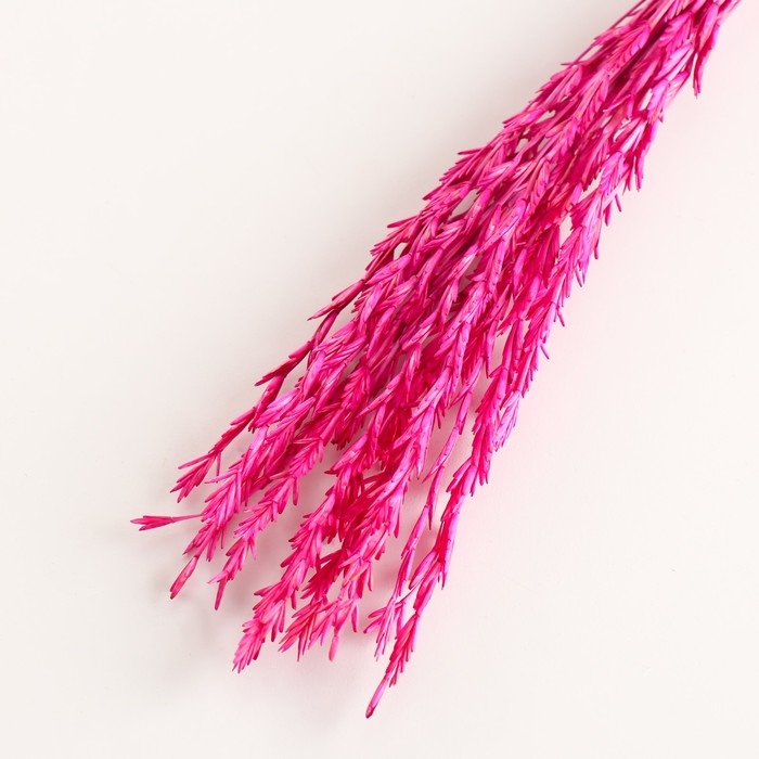 Набор сухоцветов Набор сухоцветов "Райграс", банч 21 шт, длина 60 (+/- 6 см), фуксия