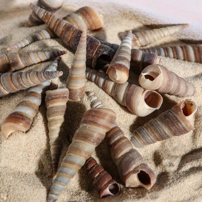 Набор ракушек, 3 - 5 см, 100 г Набор ракушек, 3 - 5 см, 100 г