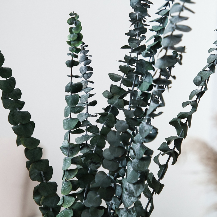 Сухоцвет «Эвкалиптовое дерево», зелёный, 10 шт. в упаковке Сухоцвет «Эвкалиптовое дерево», зелёный, 10 шт. в упаковке