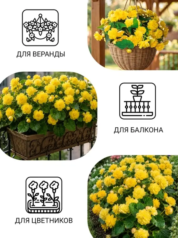 Семена цветов Бегония ампельная "Шансон" клубневая, желтая, 10 шт