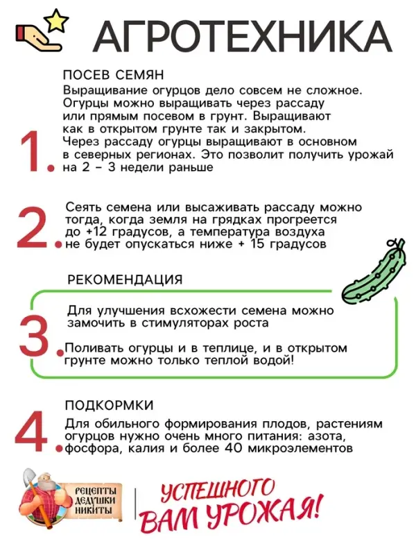 Семена Огурец &laquo;Изящный&raquo;, 0.3 г, &laquo;Рецепты дедушки Никиты&raquo;