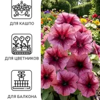 Семена цветов Петуния &laquo;Варвара Краса F1&raquo; многоцветковая, однолетник, 7 шт.