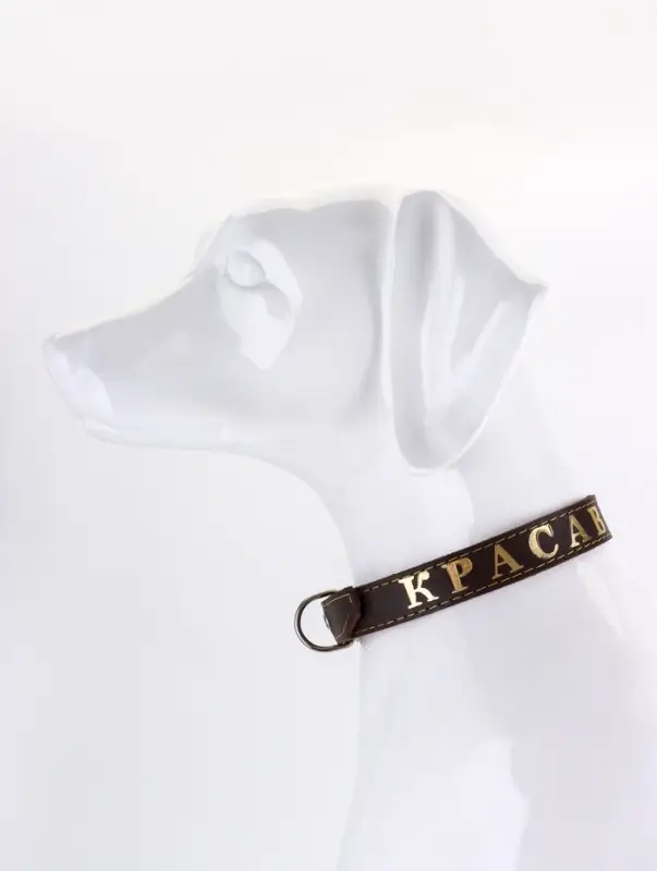 Ошейник &laquo;Красавчик&raquo;, 60&times;2.5 см, однослойный, тиснение фольгой, кожа, цвет МИКС