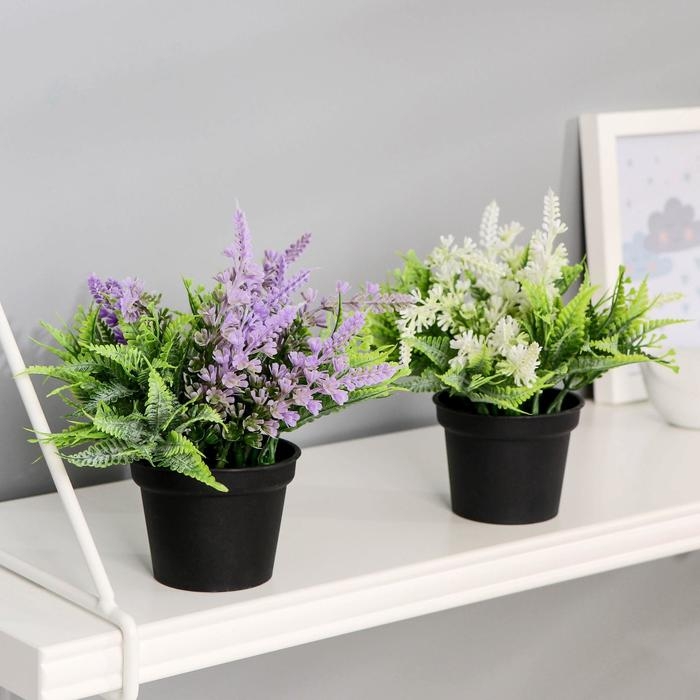 Бонсай в горшке Бонсай в горшке "Лаванда с папоротником" 6,5х12 см, микс