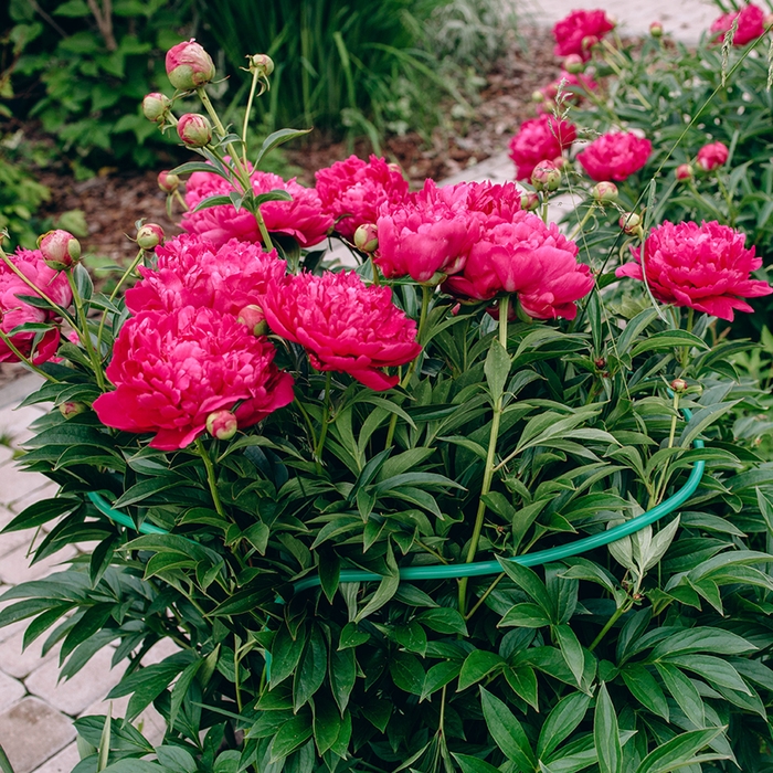 Кустодержатель, d = 50 см, h = 60 см, ножка d = 1 см, металл, набор 2 шт., зелёный Кустодержатель, d = 50 см, h = 60 см, ножка d = 1 см, металл, набор 2 шт., зелёный