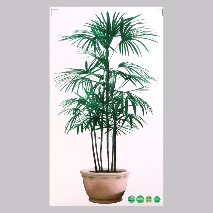 Наклейка 3Д интерьерная Драконово дерево 60*35см Наклейка 3Д интерьерная Драконово дерево 60*35см