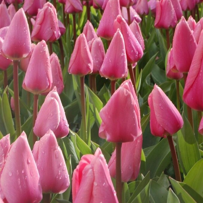 Тюльпан Дарвин Гибрид Биг Лав, р-р 12+, 3 шт, Эконом, Осень 2024 Тюльпан Дарвин Гибрид Биг Лав, р-р 12+, 3 шт, Эконом, Осень 2024