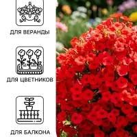 Семена цветов Петуния ампельная крупноцветковая &laquo;Лавина&raquo; F1, пурпурная, драже, 10 шт.