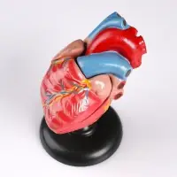 Анатомическая модель &laquo;Макет сердца человека&raquo;, 14&times;10 см