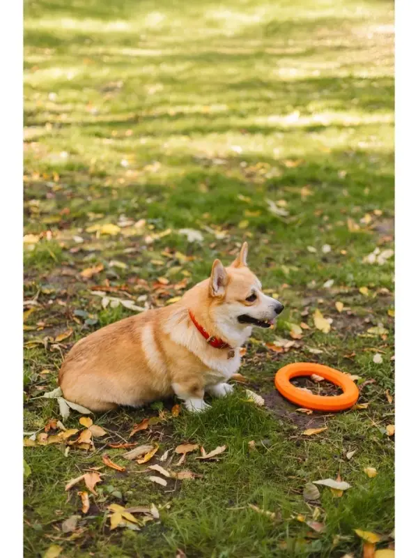 Кольцо &laquo;ДогЛайк&raquo; D-2612, 8-мигранное, среднее ⌀ 28.5 см