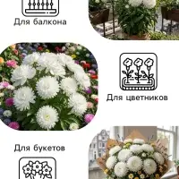 Семена цветов Астра пионовидная &laquo;Белая башня&raquo;, 0.2 г, &laquo;Рецепты дедушки Никиты&raquo;