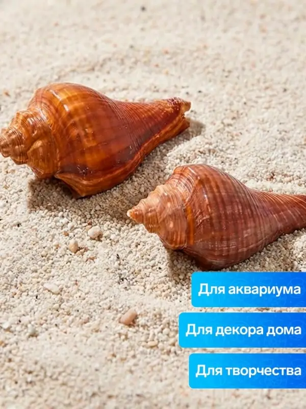 Ракушка декоративная, длина 5-6 см, ширина 4 см
