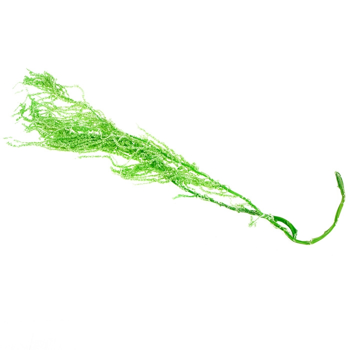 Сухие цветы амаранта, 100 г, размер листа: от 50 до 60 см, цвет зелёный Сухие цветы амаранта, 100 г, размер листа: от 50 до 60 см, цвет зелёный