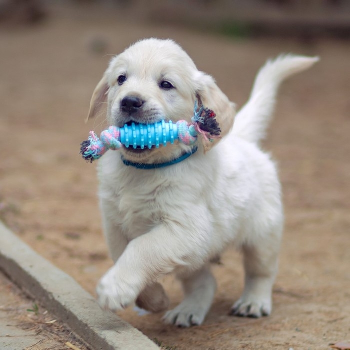 Игрушка жевательная Игрушка жевательная "Элемент", 17 х 3,2 см, голубая/розовая