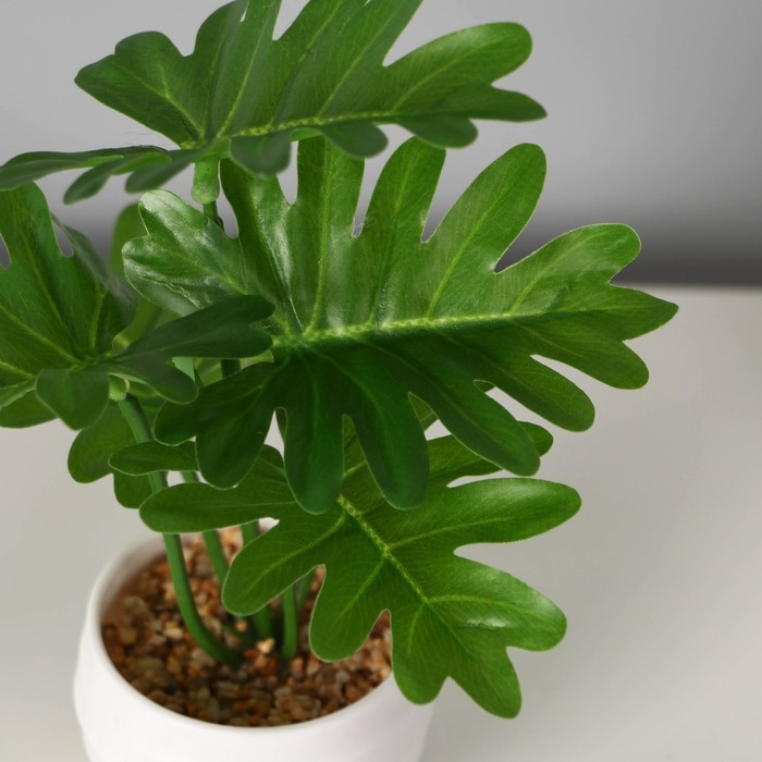 Бонсай в горшке «Филодендрон элегант», 6×16 см, зелёный Бонсай в горшке «Филодендрон элегант», 6×16 см, зелёный