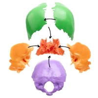 Макет "Череп человека" разноцветный разборный, 20*12*21см