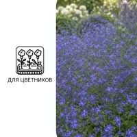 Семена цветов Лобелия &laquo;Император Вильям&raquo;, 1000 шт., &laquo;Дом семян&raquo;
