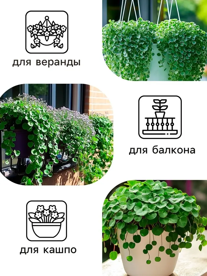 Семена цветов Дихондра "Изумрудный водопад", серия "Профи", F1, О, 10 шт. Семена цветов Дихондра "Изумрудный водопад", серия "Профи", F1, О, 10 шт.