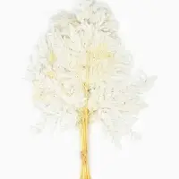 Сухоцвет Папоротник МИКС, 10 шт в упаковке