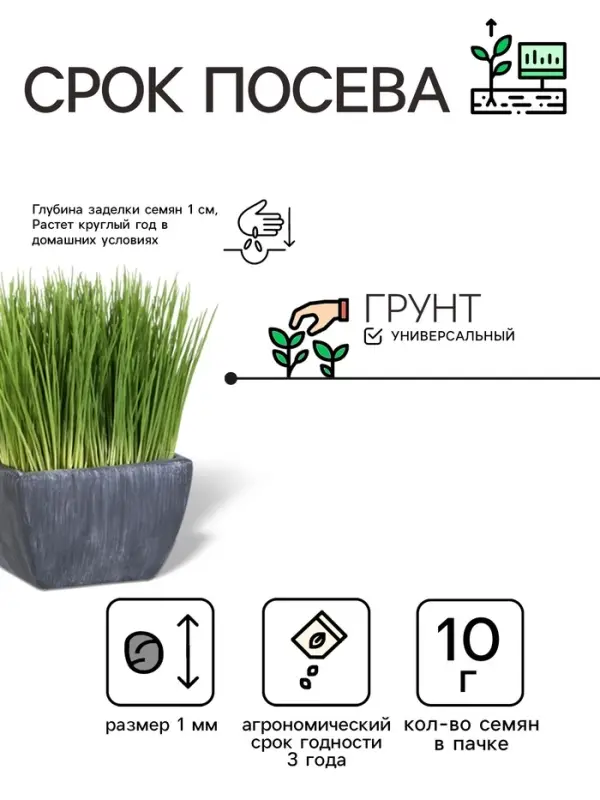Семена Трава для кошек, 10 г, &laquo;Евро-семена&raquo;
