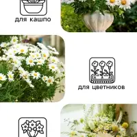 Семена Ромашка "Гигантелла", 0,01 г