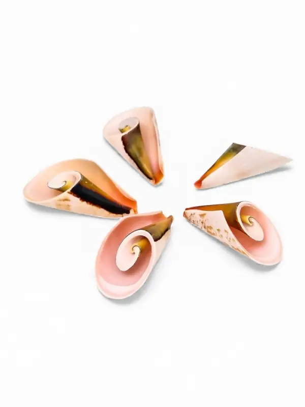 Набор ракушек декоративных, длина 4 см, 5 шт.