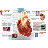 Детская энциклопедия «Тело человека»
