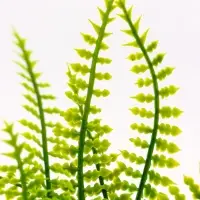 Растение искусственное аквариумное, на подставке под камень, 17&times;14&times;16 см