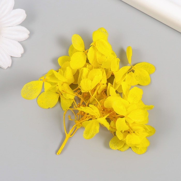 Сухоцвет Сухоцвет "Гортензия" жёлтый h=6-6,5 см