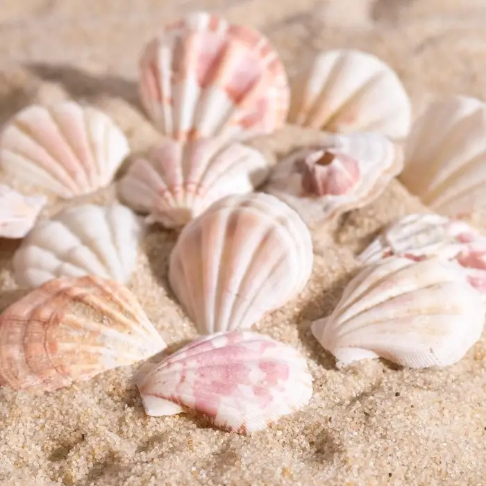 Набор ракушек, 4 - 5 см, 100 г